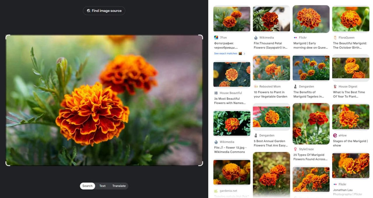 Visual search quickly finds flower name and information about it